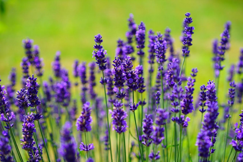 #AUFMACHER# Gastvortrag: Lavendel – Arzneipflanze des Jahres 2020 am 20.05.2022