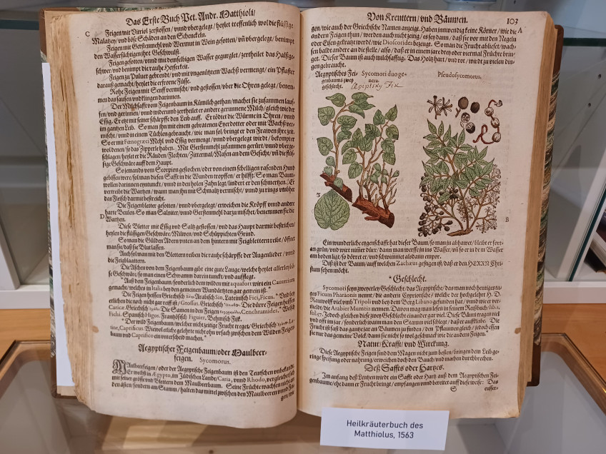 #AUFMACHER# Sonderausstellung „Historische Heilpflanzenbücher“ im Apothekenmuseum